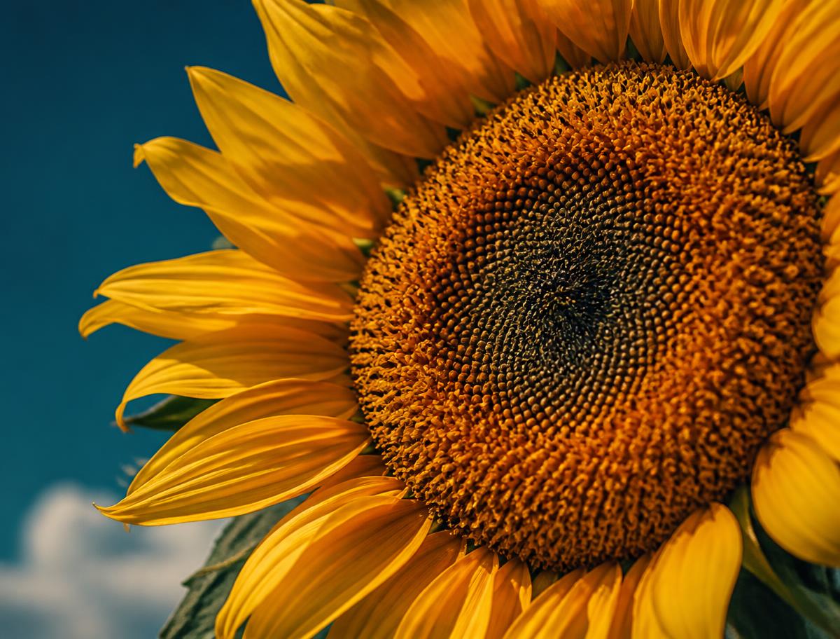 Close-up of a sunflower head